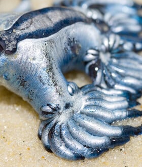 Glaucus Atlanticus: Συναγερμός για τον δηλητηριώδη γαλάζιο «δράκο» της Μεσογείου - Κλείνει παραλίες η Ισπανία