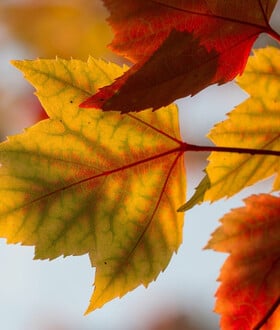 Καλλιάνος: «Αναμένεται ήπιος καιρός ως τις αρχές Νοέμβρη»