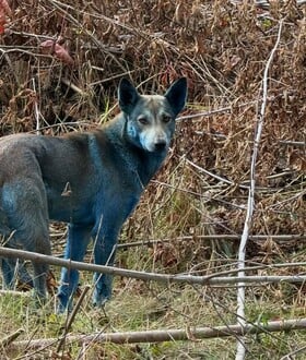 Γαλάζιοι σκύλοι εντοπίστηκαν στο Τσερνόμπιλ
