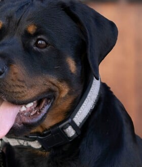 ΡΟΤΒΑΙΛΕΡ ΕΠΙΘΕΣΗ ΚΗΔΕΜΟΝΑΣ ΚΑΛΑΜΑΤΑ