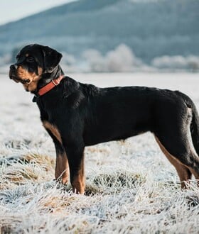 ΡΟΤΒΑΙΛΕΡ ΕΠΙΘΕΣΗ ΚΑΛΑΜΑΤΑ