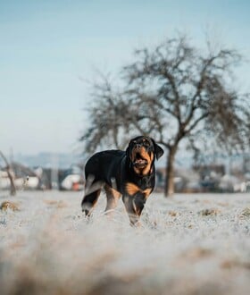 ΡΟΤΒΑΙΛΕΡ ΕΠΙΘΕΣΗ ΚΑΛΑΜΑΤΑ