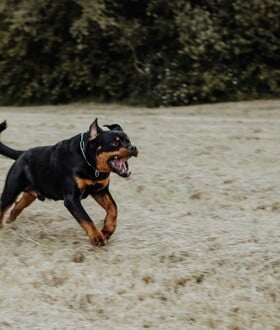 ΡΟΤΒΑΙΛΕΡ ΕΠΙΘΕΣΗ