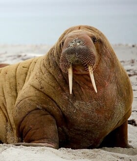 Φωτογράφος απαθανάτισε θαλάσσιους ίππους την ώρα που αλλάζουν χρώμα 