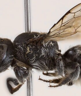 ΜΕΛΙΣΣΑ ΝΕΟ ΕΙΔΟΣ ΛΟΥΣΙΦΕΡ ΔΙΑΒΟΛΟΣ