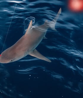 ΑΡΓΟΛΙΔΑ ΚΑΡΧΑΡΙΑΣ