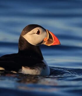 ΓΙΑ ΣΚ- Η φρατερκούλα του Ατλαντικού επέστρεψε στο Isle of Muck για πρώτη φορά μετά από 25 χρόνια