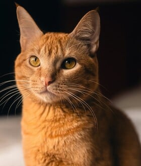 ΓΑΛΛΙΑ ΓΑΤΑ