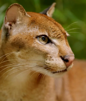 ΓΙΑ ΣΚ - Η πιο μυστηριώδης γάτα της Αφρικής «εξαφανίστηκε» από τα μάτια των επιστημόνων