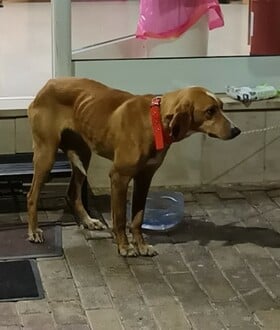 Μεγαλόπολη: Σκύλος τυλιγμένος με πλαστική σακούλα βρέθηκε σε κάδο απορριμάτων