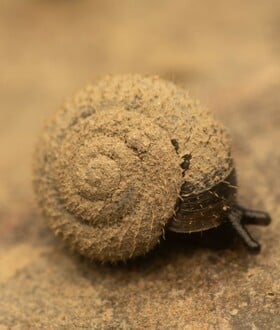 Μεγάλη κινητοποίηση στο Λονδίνο για τον εντοπισμό του «γερμανικού τριχωτού σαλιγκαριού»