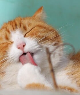 Πώς οι γάτες έγιναν κατοικίδια: Τι αποκαλύπτουν δύο νέες μελέτες