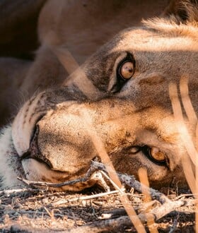 ΒΡΑΖΙΛΙΑ ΛΙΟΝΤΑΡΙ ΝΕΚΡΟΣ