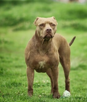 ΝΕΚΡΟ ΠΑΙΔΙ ΖΑΚΥΝΘΟΣ ΕΠΙΘΕΣΗ ΣΚΥΛΟΥ