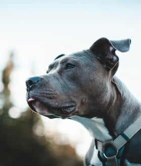 Νεκρό παιδί στη Ζάκυνθο: «Δεν πλησίαζε ποτέ αυτό το σκυλί» - Όσα δήλωσε ο πατέρας του 2χρονου αγοριού