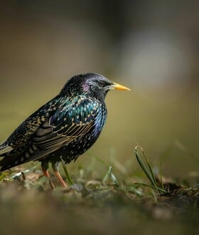 Γιατί όλο και περισσότεροι δρόμοι στη Βρετανία παίρνουν την ονομασία πτηνών