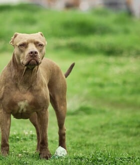 ΖΑΚΥΝΘΟΣ ΣΚΥΛΟΣ ΘΑΝΑΤΟΣ ΠΑΙΔΙ