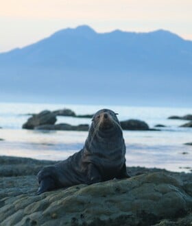 ΑΝΑΒΥΣΣΟΣ ΜΕΣΟΓΕΙΑΚΗ ΦΩΚΙΑ ΜΑΥΡΟ ΛΙΘΑΡΙ