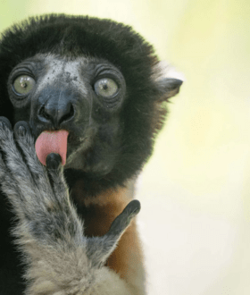 Αυτές είναι οι πιο αστείες φωτογραφίες ζώων του 2025