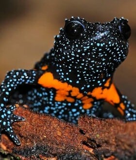 Σπάνιο είδος «γαλαξιακών βατράχων» θανατώνεται εξαιτίας φωτογράφων