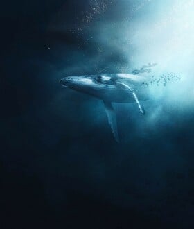 ΣΚ / Εντοπίστηκε θανατηφόρος ιός στην αναπνοή των φαλαινών της Αρκτικής