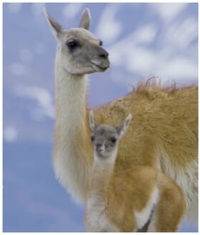 Θηλυκό γκουανάκο καταγράφηκε να περιμένει το μικρό της που προσπαθεί να την προλάβει