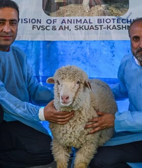 ΠΡΟΒΑΤΟ ΙΝΔΙΑ ΓΕΝΕΤΙΚΗ ΕΠΕΞΕΡΓΑΣΙΑ