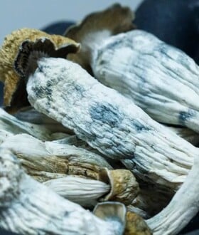 ΨΥΧΕΔΕΛΙΚΑ ΜΑΝΙΤΑΡΙΑ ΜΑΓΙΚΑ ΠΩΣ ΔΡΟΥΝ