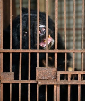 Νότια Κορέα: Τέλος στην εκτροφή αρκούδων για χολή, έπειτα από χρόνια αντιδράσεων