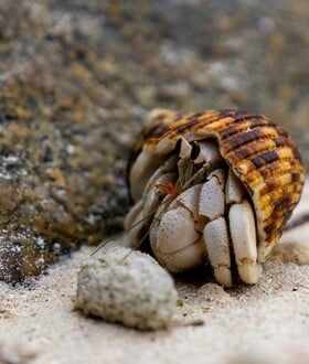 ΚΑΒΟΥΡΑΣ ΜΙΚΡΟΠΛΑΣΤΙΚΑ ΕΡΕΥΝΑ