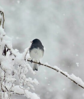 ΚΑΙΡΟΣ ΧΙΟΝΙΑ ΜΑΡΟΥΣΑΚΗΣ