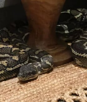 ΦΙΔΙ ΑΥΣΤΡΑΛΙΑ ΠΥΘΩΝΑΣ