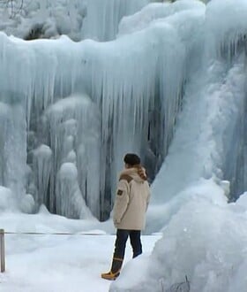 ΙΑΠΩΝΙΑ ΔΑΣΟΣ