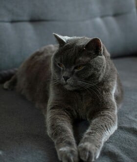 Η καθιστική ζωή μπορεί να έχει οφέλη για τον εγκέφαλο