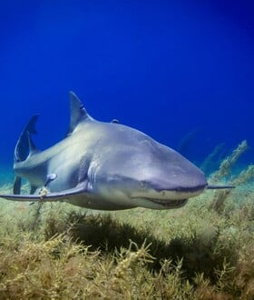ΑΥΣΤΡΑΛΙΑ ΚΑΡΧΑΡΙΑΣ ΕΠΙΘΕΣΕΙΣ