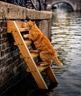 Το Άμστερνταμ τοποθετεί ειδικές σκάλες για να σκαρφαλώνουν οι γάτες που πέφτουν στα κανάλια του