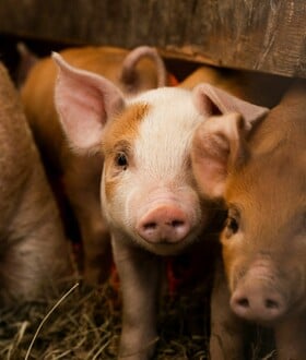 ΔΕΡΜΑ ΕΠΙΔΕΡΜΙΔΑ ΓΟΥΡΟΥΝΙΑ ΕΡΕΥΝΑ