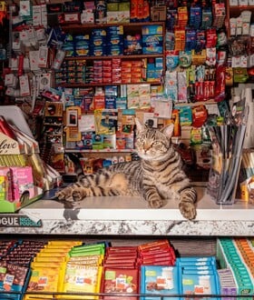 ΗΠΑ: Η Νέα Υόρκη διεκδικεί δικαιώματα για τις αγαπημένες, αλλά παράνομες «γάτες των μίνι μάρκετ»