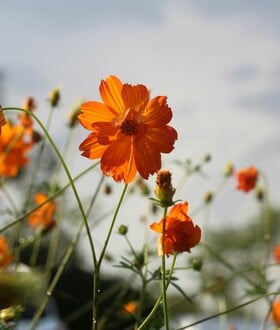 ΚΑΙΡΟΣ ΜΑΡΟΥΣΑΚΗΣ ΒΡΟΧΕΣ