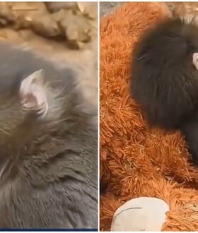 Ιαπωνία: Viral μαϊμουδάκι που εγκαταλείφθηκε από τη μαμά του και βρήκε παρηγοριά σε λούτρινο αρκουδάκι