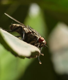 Οι επιστήμονες προειδοποιούν - Η εξαιρετικά επώδυνη τροπική νόσος chikungunya απειλεί πλέον την Ευρώπη