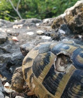 ΧΕΛΩΝΑ ΜΕΓΑΛΗ ΠΡΕΣΠΑ ΑΡΣΕΝΙΚΑ