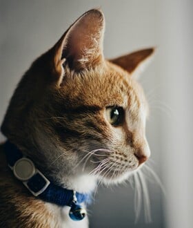 ΚΑΡΚΙΝΟΣ ΓΑΤΑ ΚΑΡΚΙΝΟΣ ΜΑΣΤΟΥ