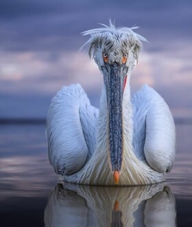 ΑΡΓΥΡΟΠΕΛΕΚΑΝΟΣ ΚΕΡΚΙΝΗ NATIONAL GEOGRAPHIC