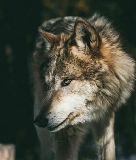 ΛΥΚΟΣ ΠΑΡΝΗΘΑ 