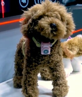 PETPHONE SMARTPHONE ΚΑΤΟΙΚΙΔΙΟ