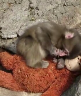 PUNCH ΙΑΠΩΝΙΑ ΜΑΚΑΚΟΣ ΜΑΪΜΟΥ ΛΟΥΤΡΙΝΟ ΠΑΙΧΝΙΔΙ