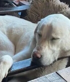 ΣΚΥΛΟΣ ΑΣΠΡΟΥΛΗΣ ΔΙΑΣΩΣΗ ΜΕΤΣΟΒΟ ΟΡΕΙΒΑΤΕΣ