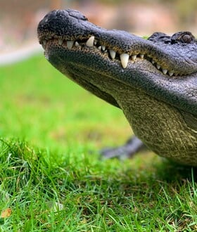 ΚΡΟΚΟΔΕΙΛΟΣ ΔΕΙΝΟΣΑΥΡΟΙ