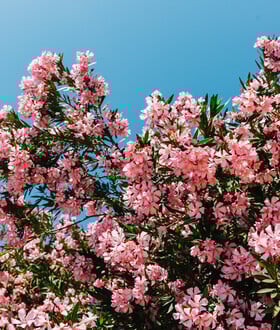 Γιατί θέλουν να ξεριζώσουν τις πικροδάφνες από τα σχολεία;